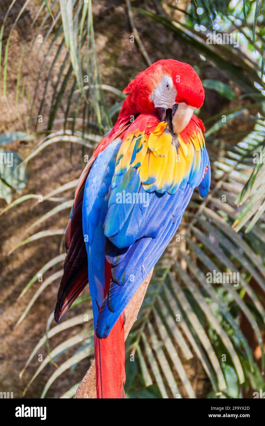 Scharlachara Ara macao , Nationalvogel von Hinduras, in Copan Ruinas, Honduras Stockfoto