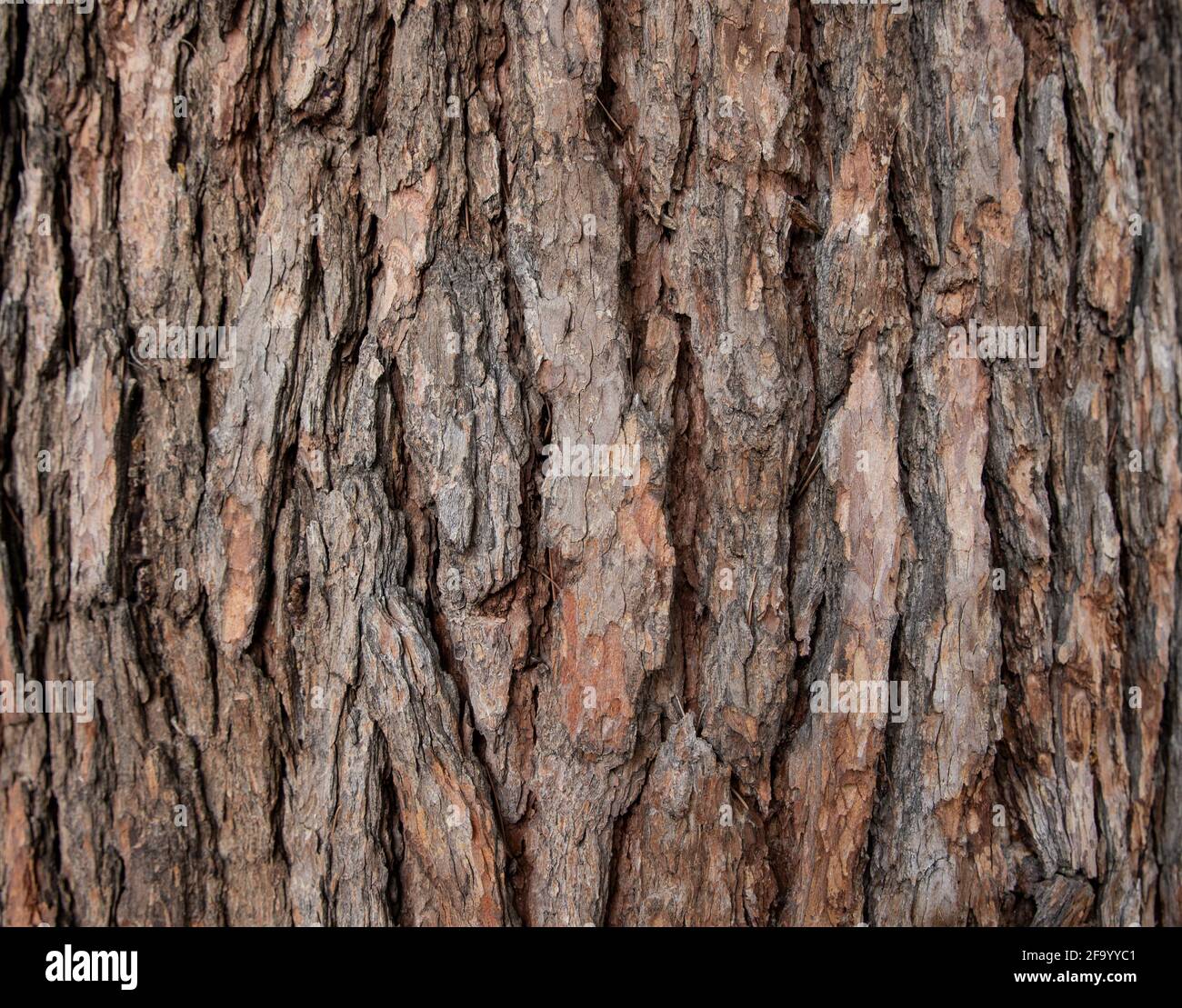 Nahaufnahme der Holzkruste auf dem Baum. Stockfoto