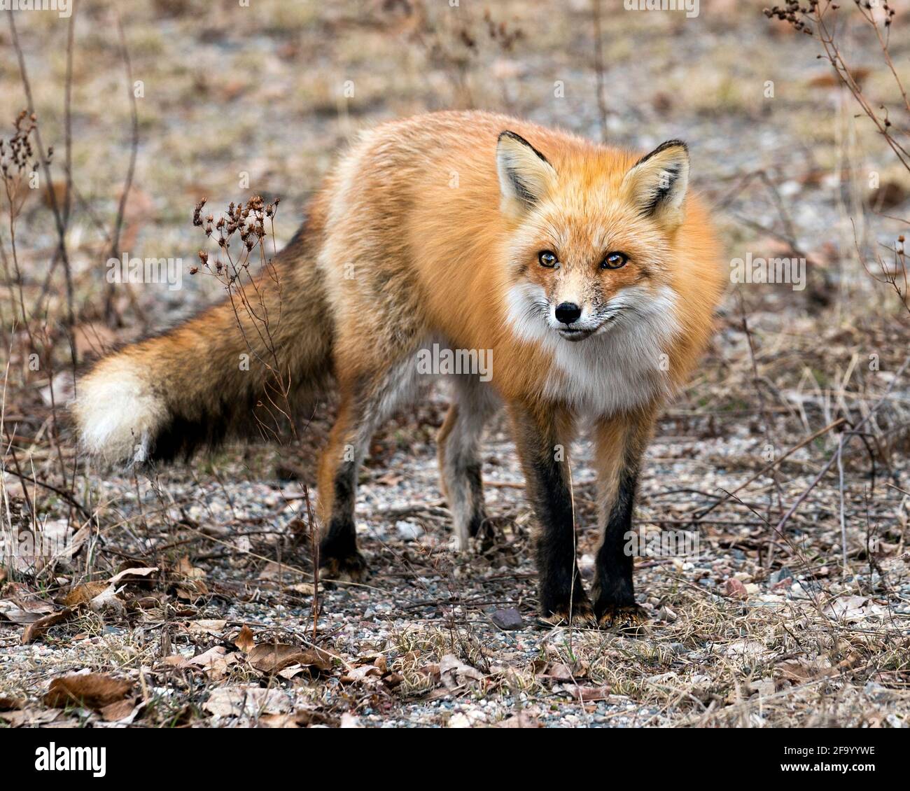 Rotfuchs Nahaufnahme beim Blick auf die Kamera in der Frühjahrssaison mit verschwommenem Hintergrund aus Frühlingslaub in seiner Umgebung und seinem Lebensraum. Fox-Bild. Bild. Stockfoto
