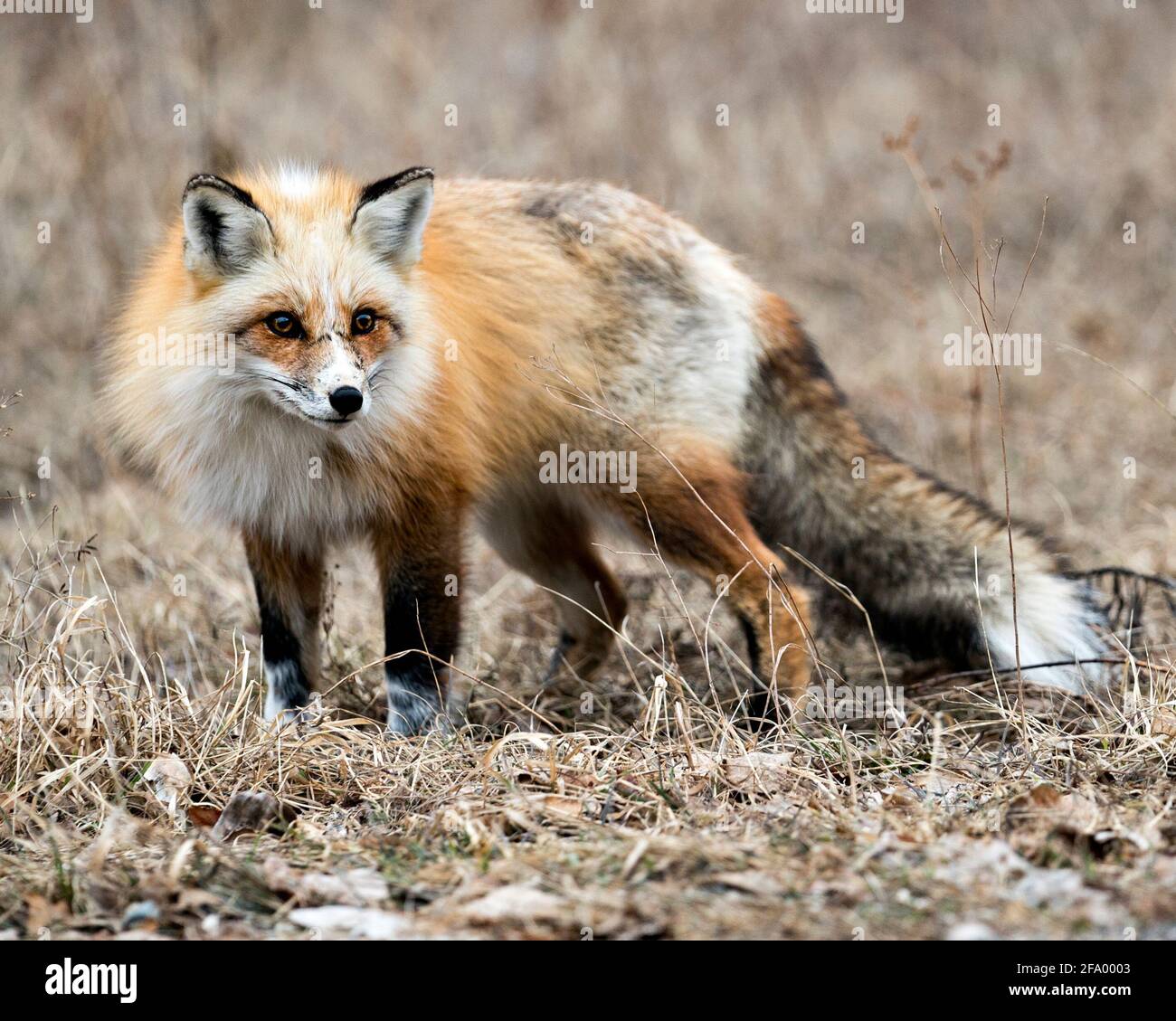 Red einzigartige Fuchs Nahaufnahme Profil Blick auf die Kamera in der Frühjahrssaison in seiner Umgebung und Lebensraum mit unscharfen Hintergrund. Fox-Bild. Bild. Stockfoto