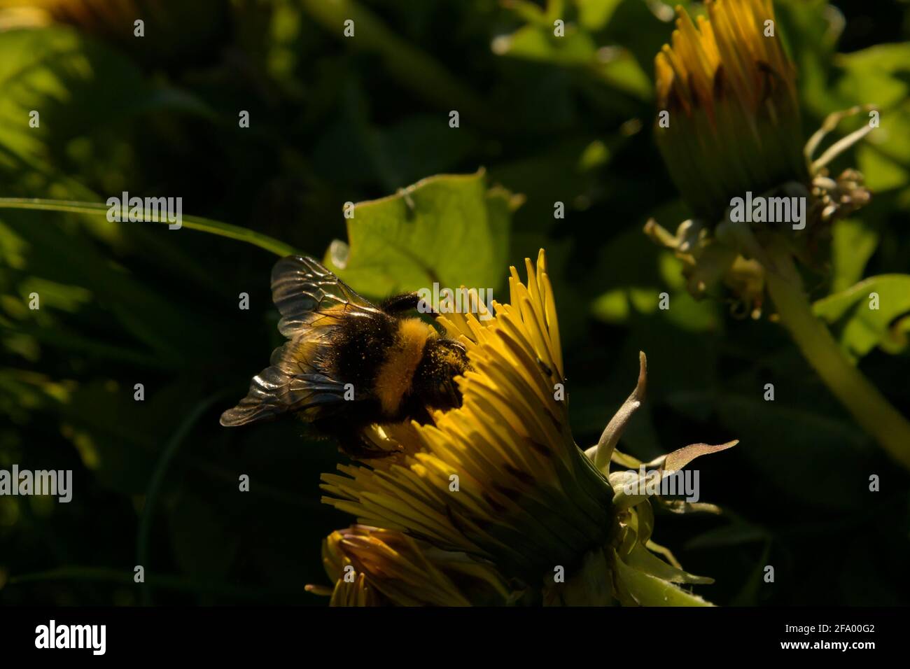 Heath Bumblebee (Bombus jonellus) sammelt Pollen aus dem Dandelion, Island Stockfoto