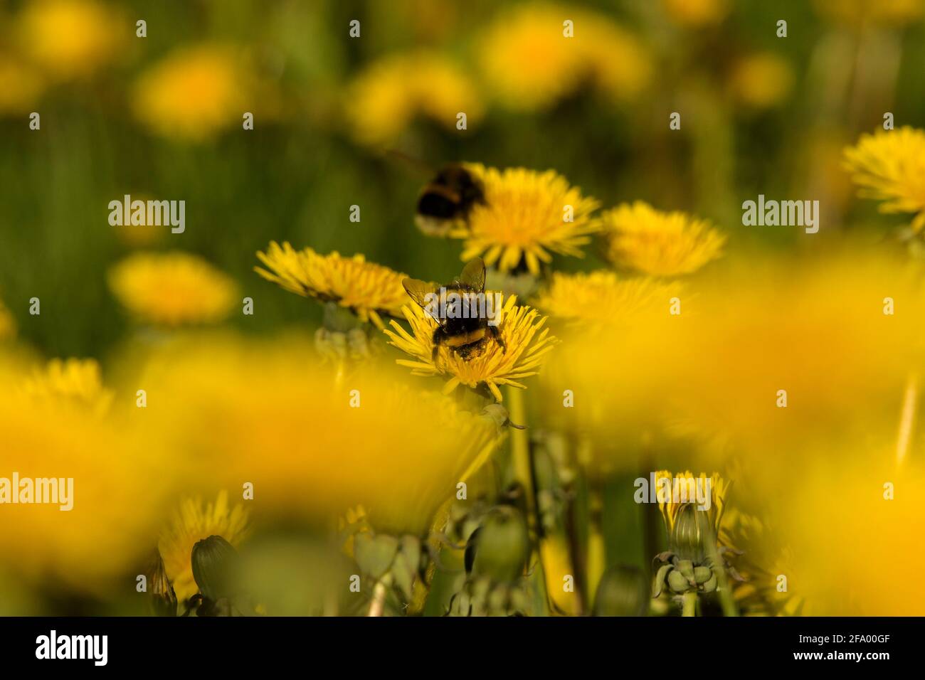 Heath Bumblebee (Bombus jonellus) sammelt Pollen aus dem Dandelion, Island Stockfoto