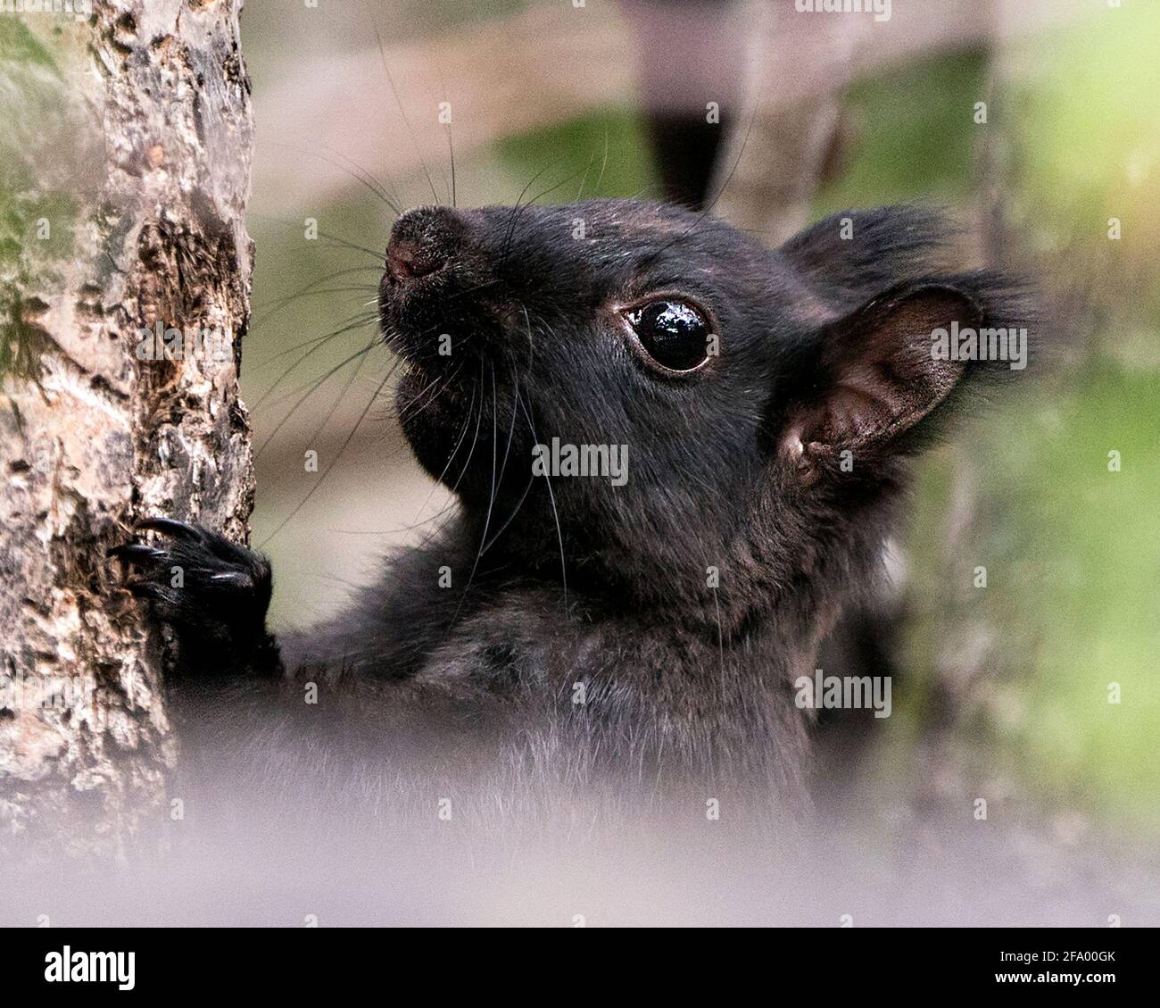 Eichhörnchen Kopf Nahaufnahme Seitenansicht, Klettern einen Baum mit einem verschwommenen Hintergrund in seiner Umgebung und zeigt schwarzes Fell, schwarzes Auge, Ohren, Pfoten. Stockfoto