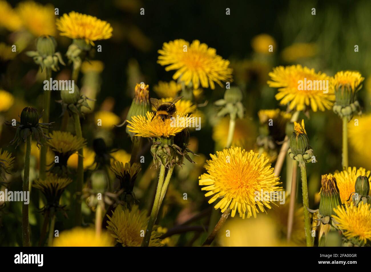 Heath Bumblebee (Bombus jonellus) sammelt Pollen aus dem Dandelion, Island Stockfoto