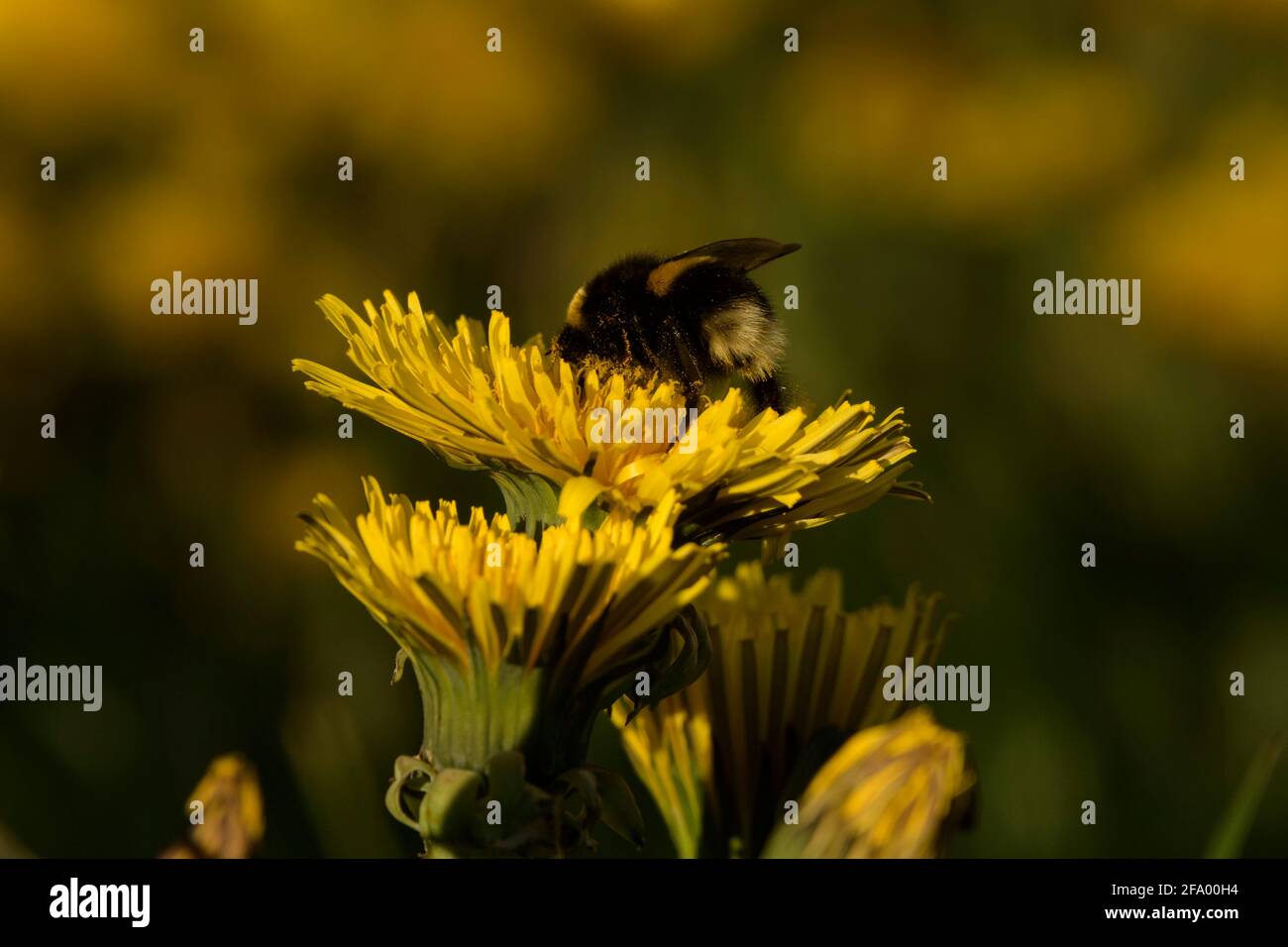 Heath Bumblebee (Bombus jonellus) sammelt Pollen aus dem Dandelion, Island Stockfoto
