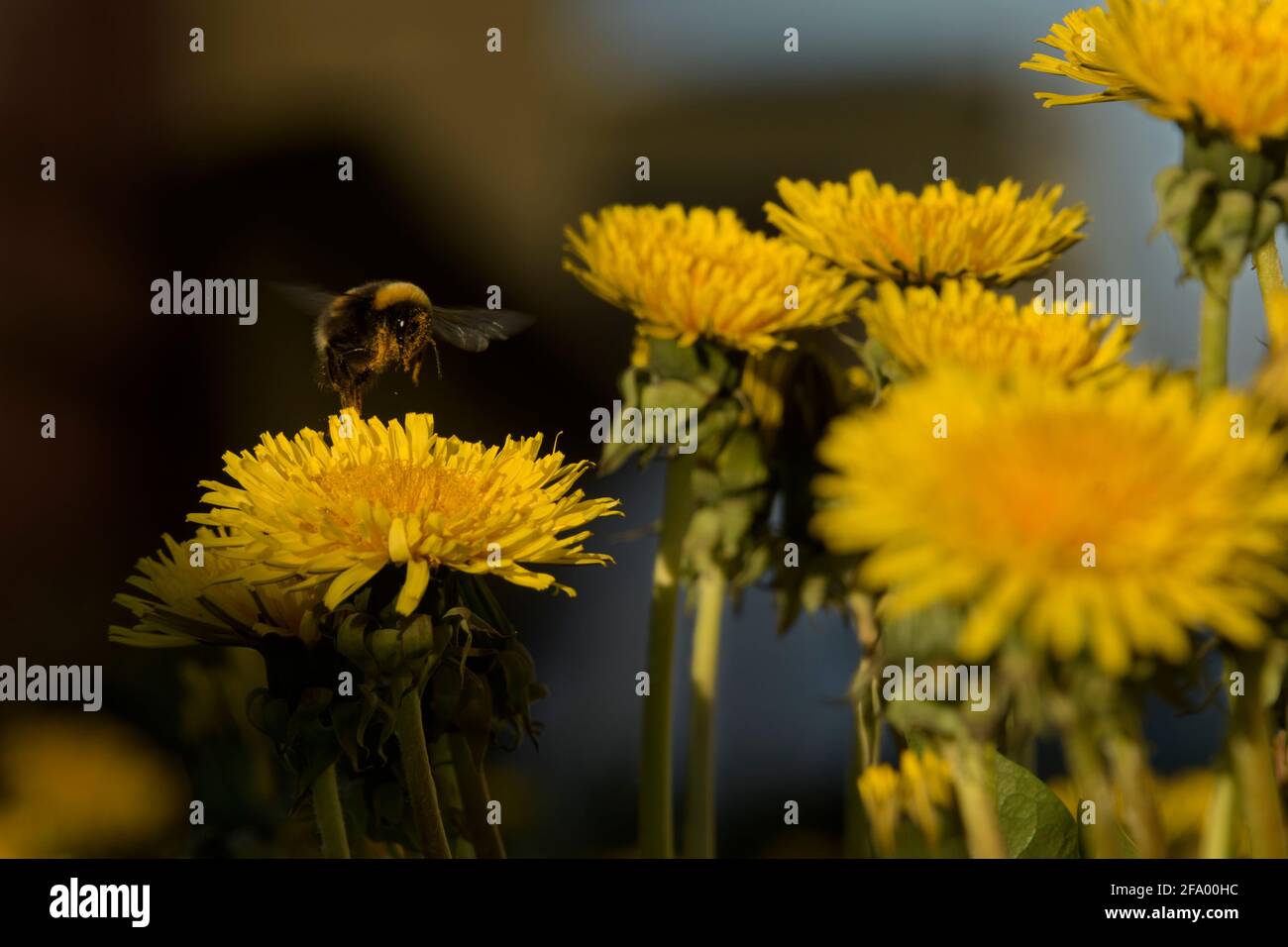 Heath Bumblebee (Bombus jonellus) sammelt Pollen aus dem Dandelion, Island Stockfoto