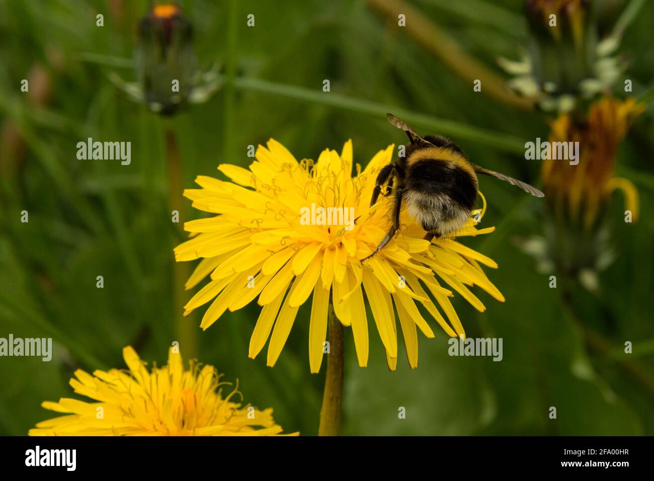 Heath Bumblebee (Bombus jonellus) sammelt Pollen aus dem Dandelion, Island Stockfoto