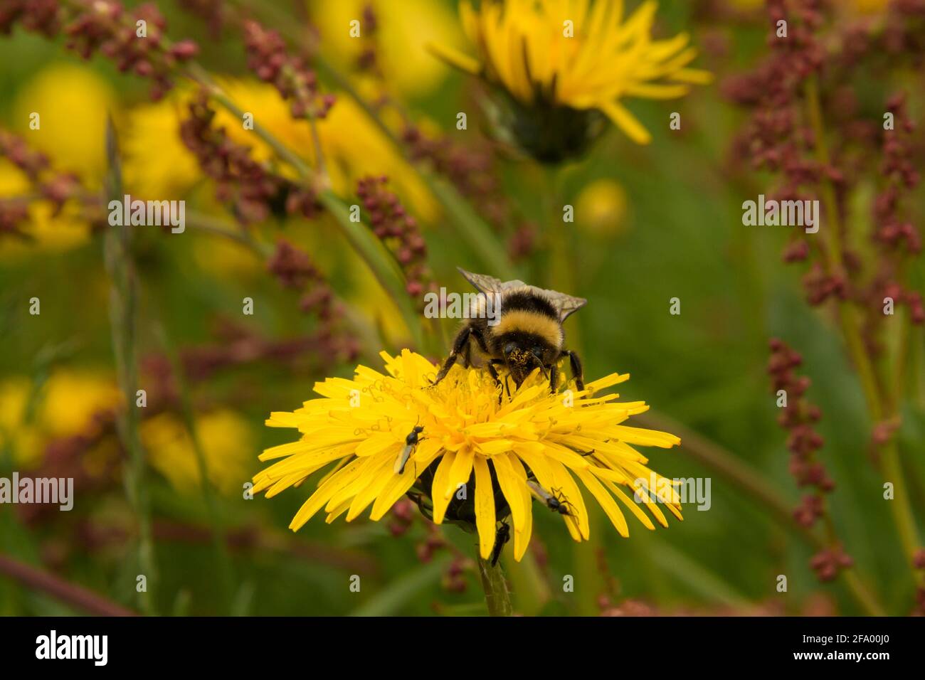 Heath Bumblebee (Bombus jonellus) sammelt Pollen aus dem Dandelion, Island Stockfoto