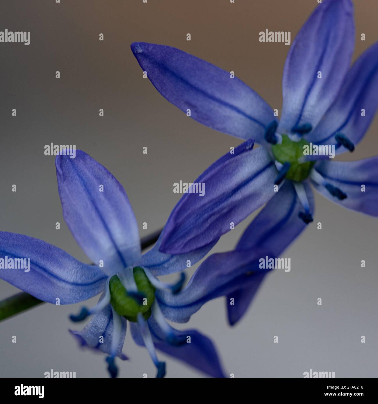 Nahaufnahme von zarten Blüten des blauen Frühlings scilla siberica Stockfoto