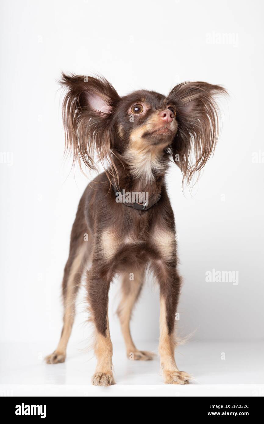 Handgefertigtes Hundebild Stockfotos Und Bilder Kaufen Alamy