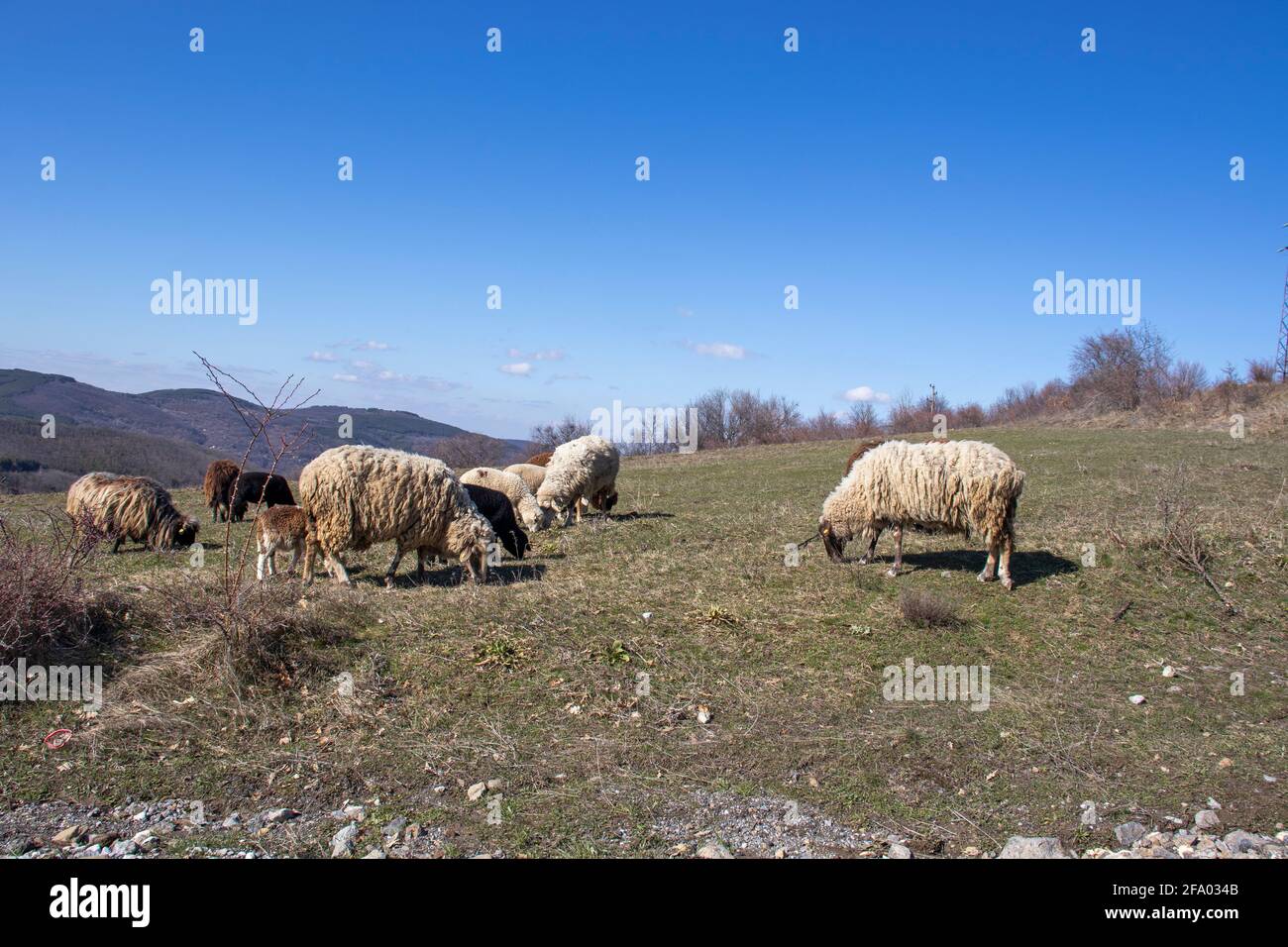 Luftaufnahme des Berges Konyavska, Kyustendil Region, Bulgarien Stockfoto