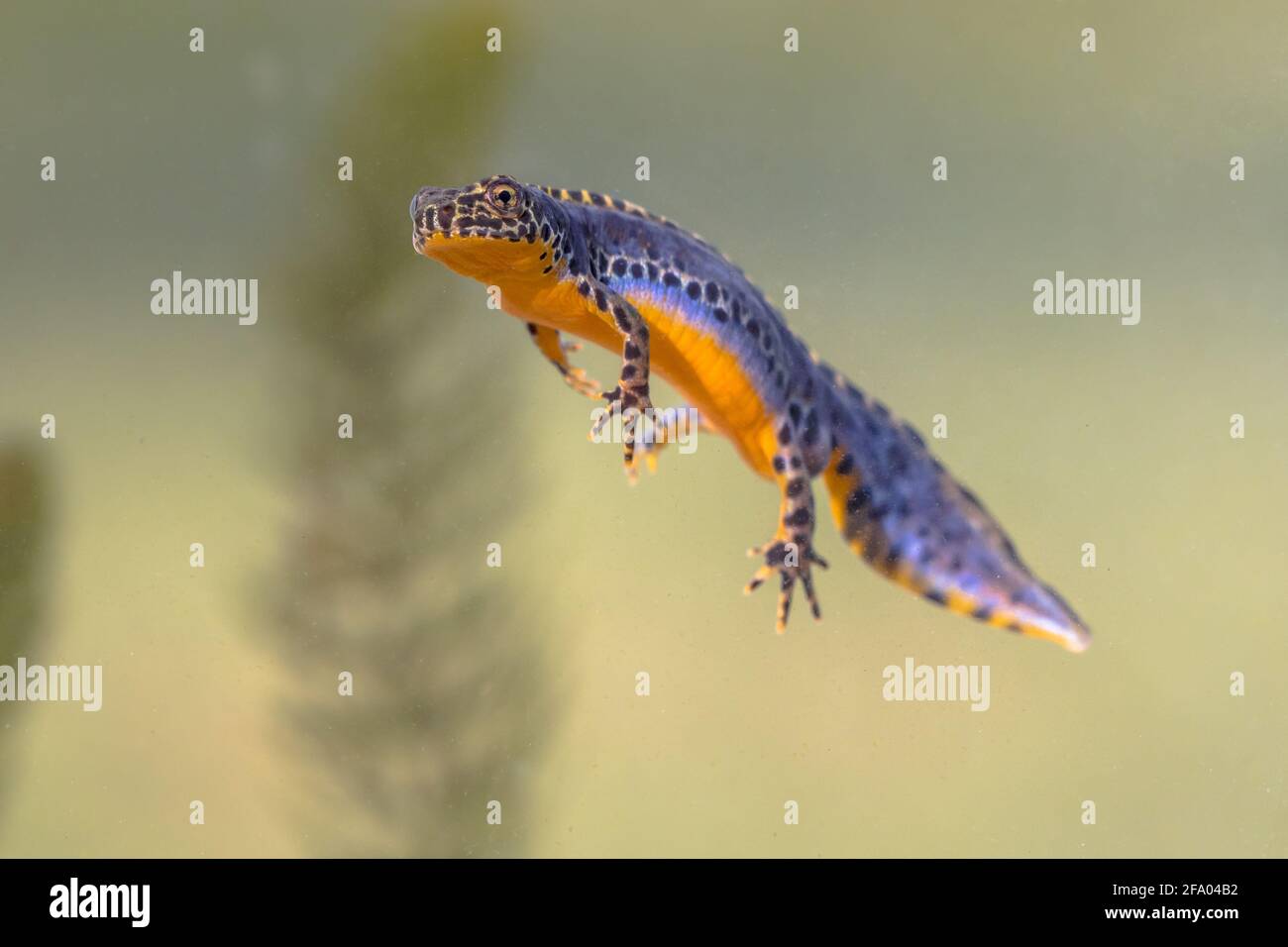 Alpine Molch (Ichthyosaura alpestris) Bunte männliche aquatische Amphibien schwimmen in Süßwasser Lebensraum des Teiches. Unterwasser Tierwelt Szene von Tier in na Stockfoto