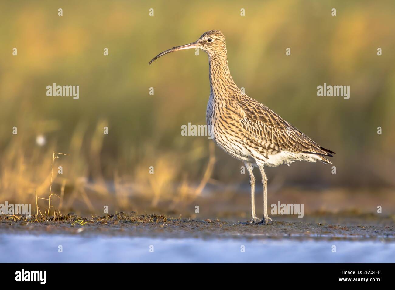 Eurasische Curlew oder gemeinsame Curlew (Numenius arquata) Stelzenläufer watet ist seichtes Wasser Wattenmeer.Watvogel Tierwelt in der Naturszene. Niederlande Stockfoto