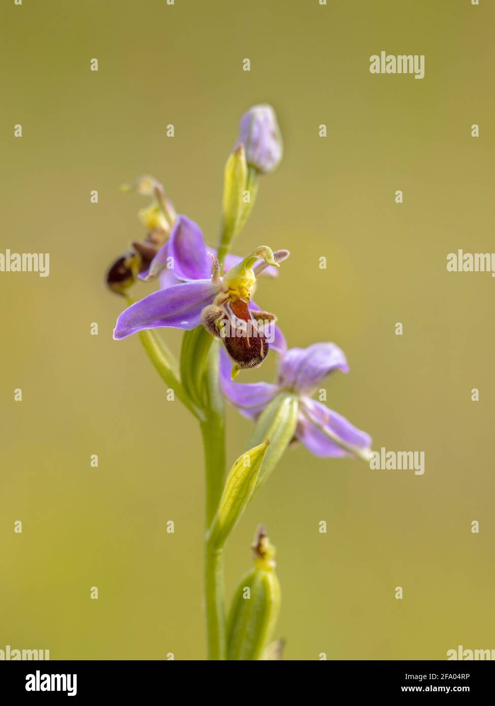 Nahaufnahme Bienenorchidee (Ophrys apifera) rosa Blüten imitieren Humblebee Insekten, um die Blume zu polieren. Auf unscharfem grünen Hintergrund Stockfoto