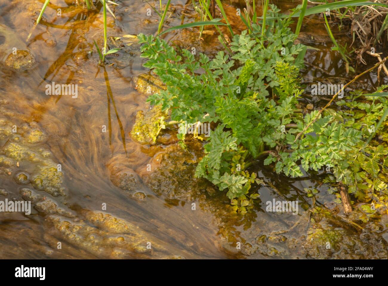 Algen in einem sich langsam bewegenden Wasserlauf, natürlich abstrakt Stockfoto