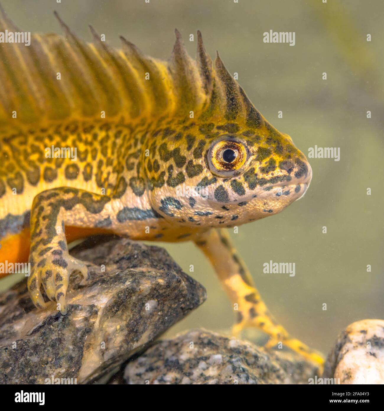 Südliche Bändermolch (Ommatotriton vittatus) männliche aquatische