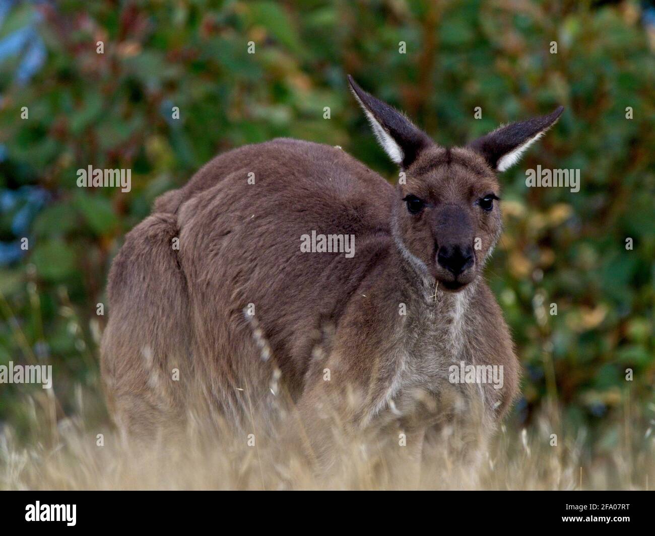 WESTERN Grey Kangaroo (Macropus fuliginosus) grast, versteckt im Gras, Deep Creek, South Australia. Stockfoto
