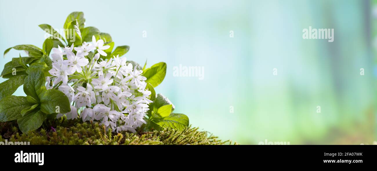 Frühlingszeit, weiße Waldblumen Stockfoto