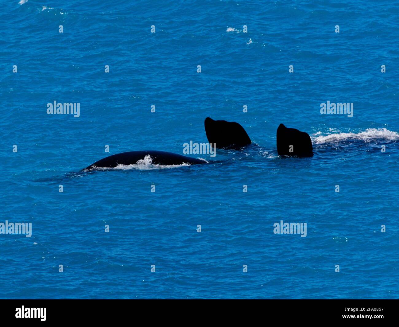 Südlicher rechter Wal (Eubalaena australis), Migrationsleiter der Bucht, Nullabour, Australien. Stockfoto