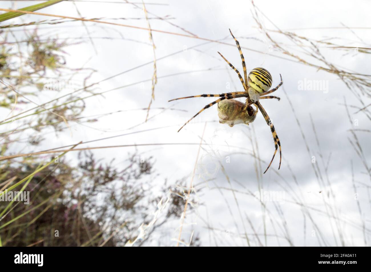 Wespenspinne (Argiope bruennichi) mit Beute. Surrey, Großbritannien. Stockfoto