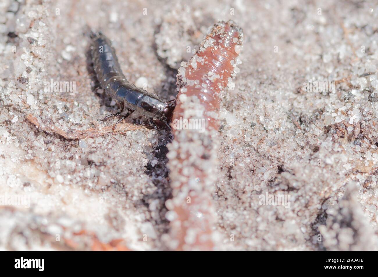 Bodenkäferlarve greift abgetrennten Schwanz des Eathworms an. Dorset, Großbritannien. Stockfoto