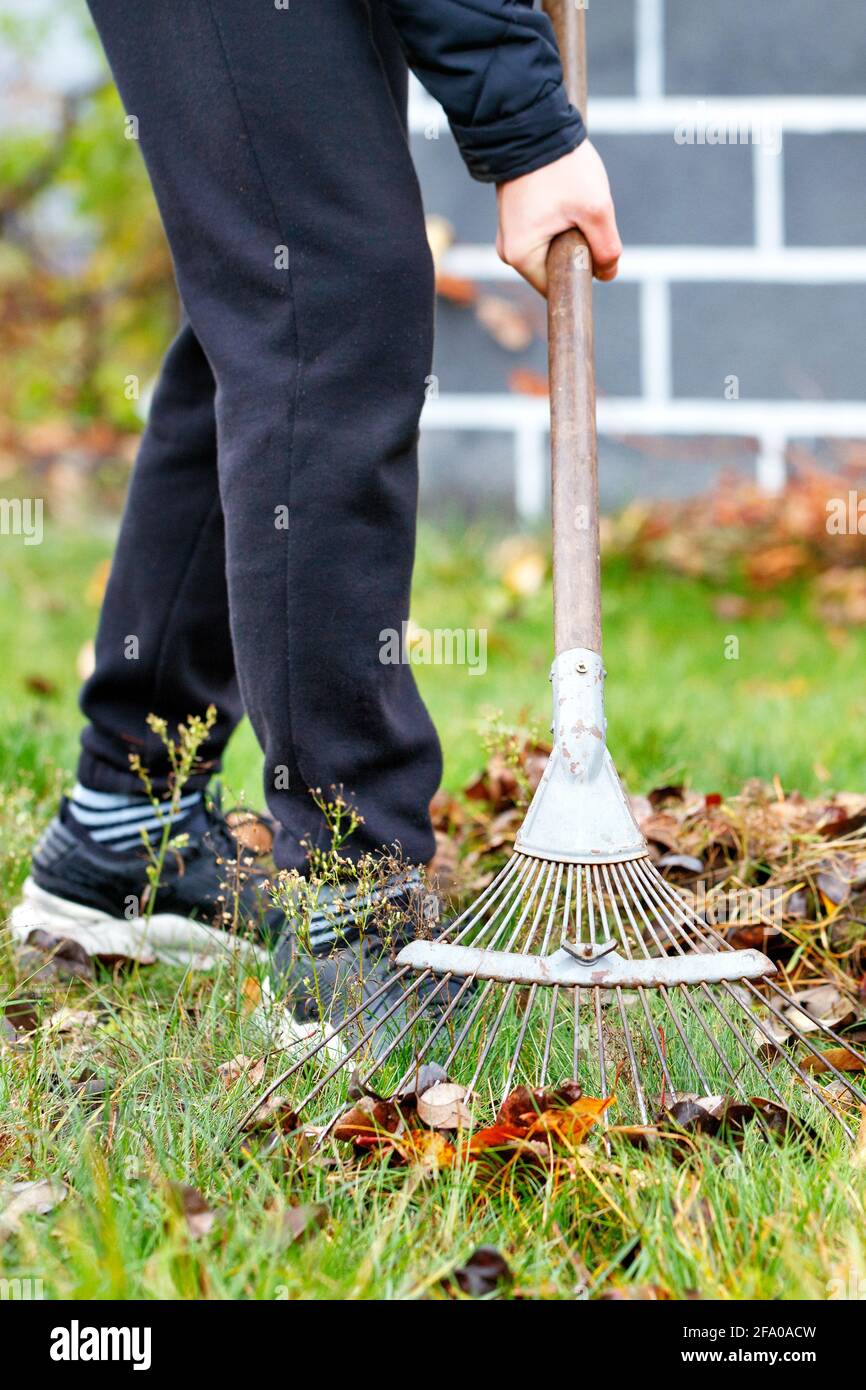 Der Gärtner reckt die gefallenen Blätter mit einem Metallrechen im Garten vor dem Hintergrund des Hauses unscharf. Vertikales Bild, Nahaufnahme. Stockfoto