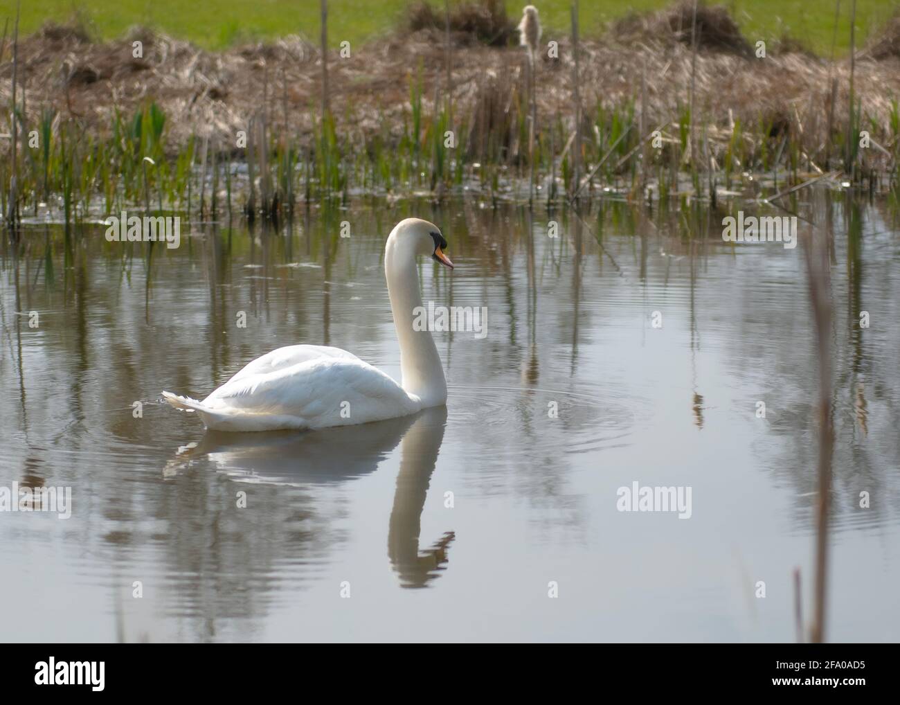 Schwan im teich mit reflexion Fotos und Bildmaterial in hoher