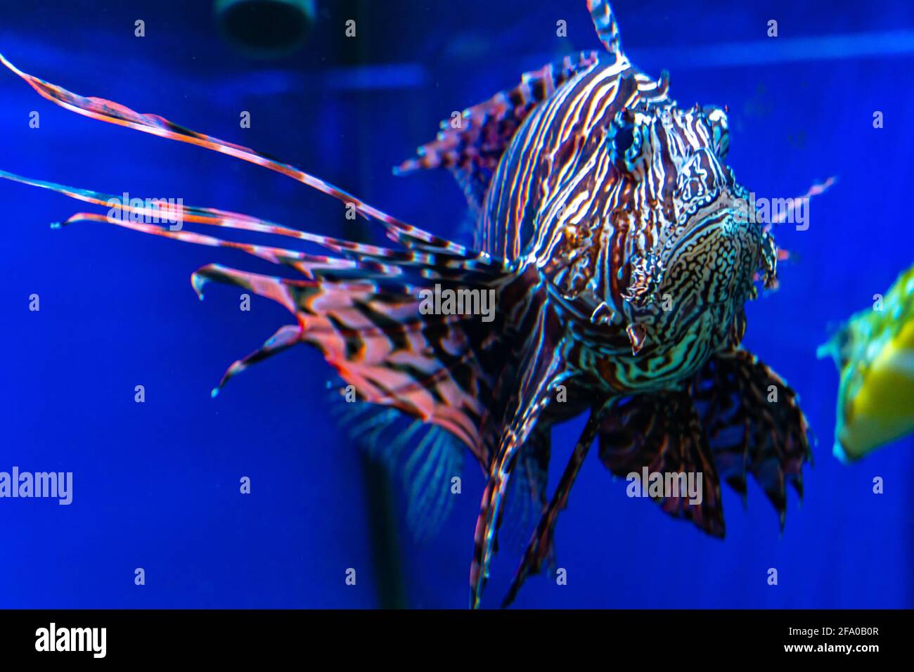 Löwenfische aus der Nähe, Teufelsfische im Wasser auf blauem Hintergrund, Schmetterlingsfische im roten Meer Stockfoto