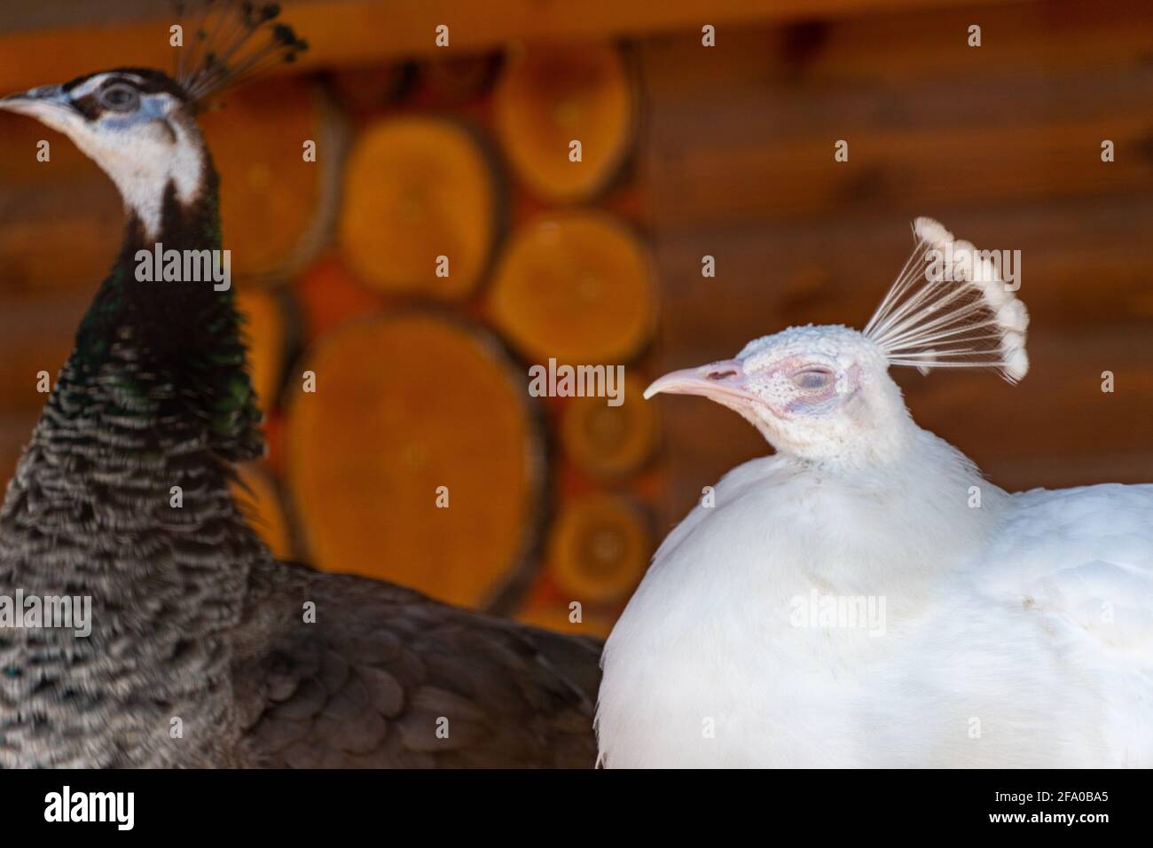 Nahaufnahme des weißen Pfaus mit geschlossenen Augen, zwitschernder indischer weißer Pfau, wilde Natur Stockfoto