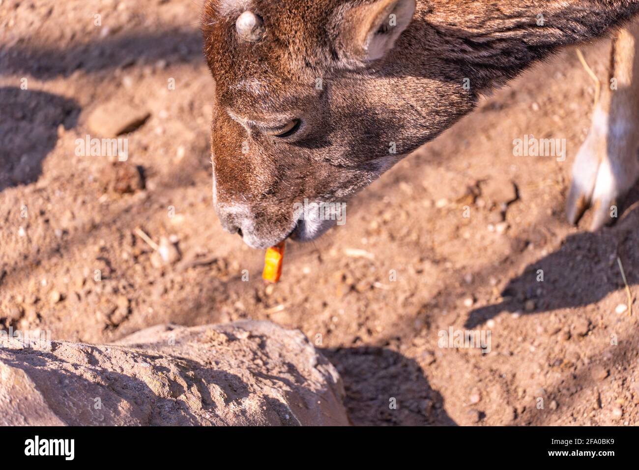 Die kleine europäische Mufflonziege frisst am Nachmittag aus nächster Nähe eine Karotte, omestische Schafe Stockfoto