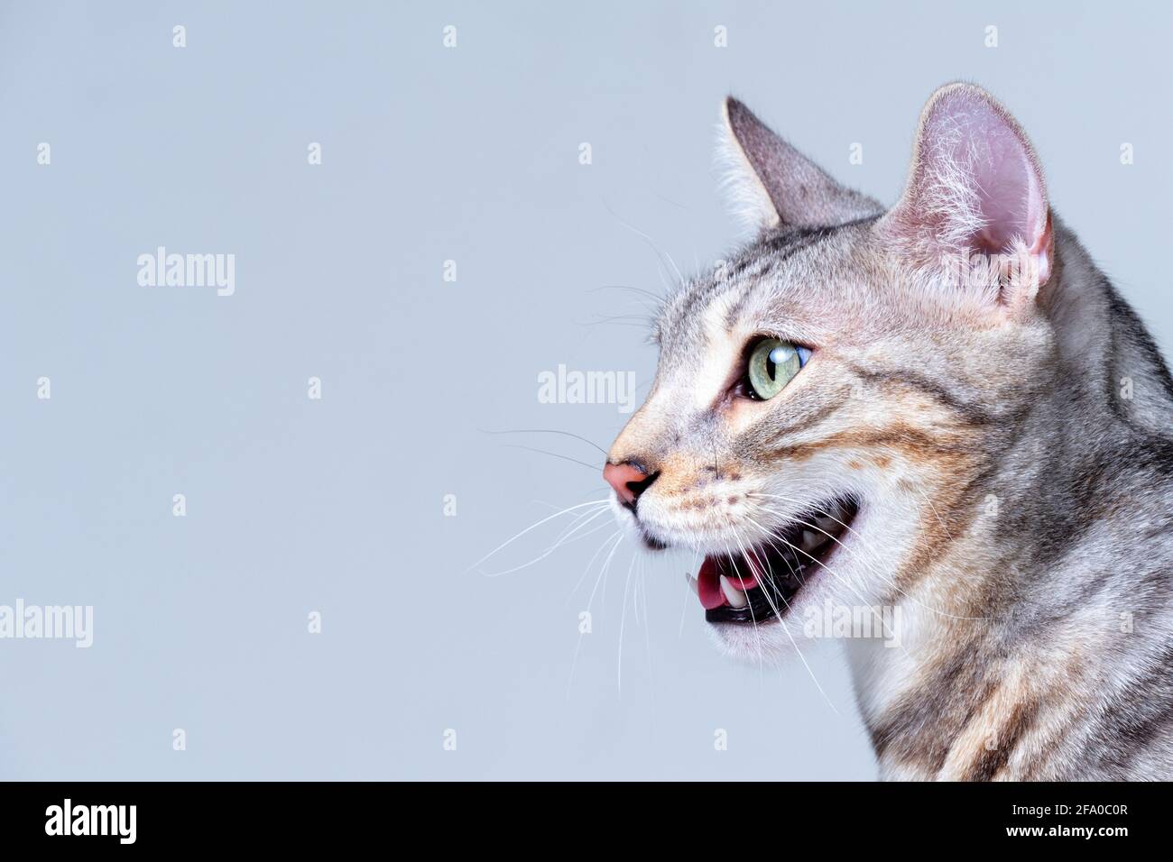 Cat mouth open Fotos und Bildmaterial in hoher Auflösung Alamy