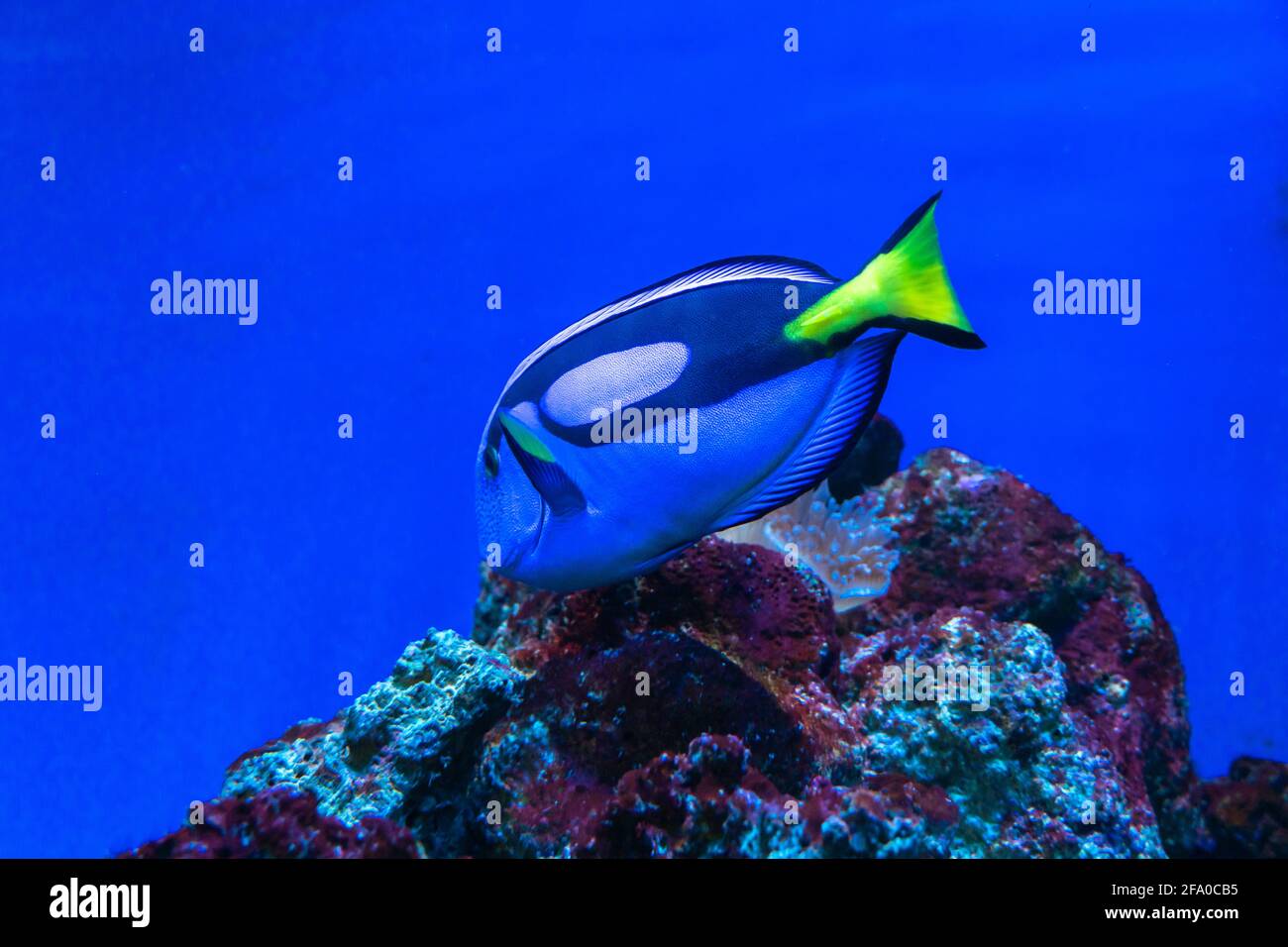 Blaue tang-Surgeonfische aus der Nähe, exotische Fische aus dem pazifischen Ozean, beliebtes Haustier im tropischen Aquarium und rotes Meer Stockfoto
