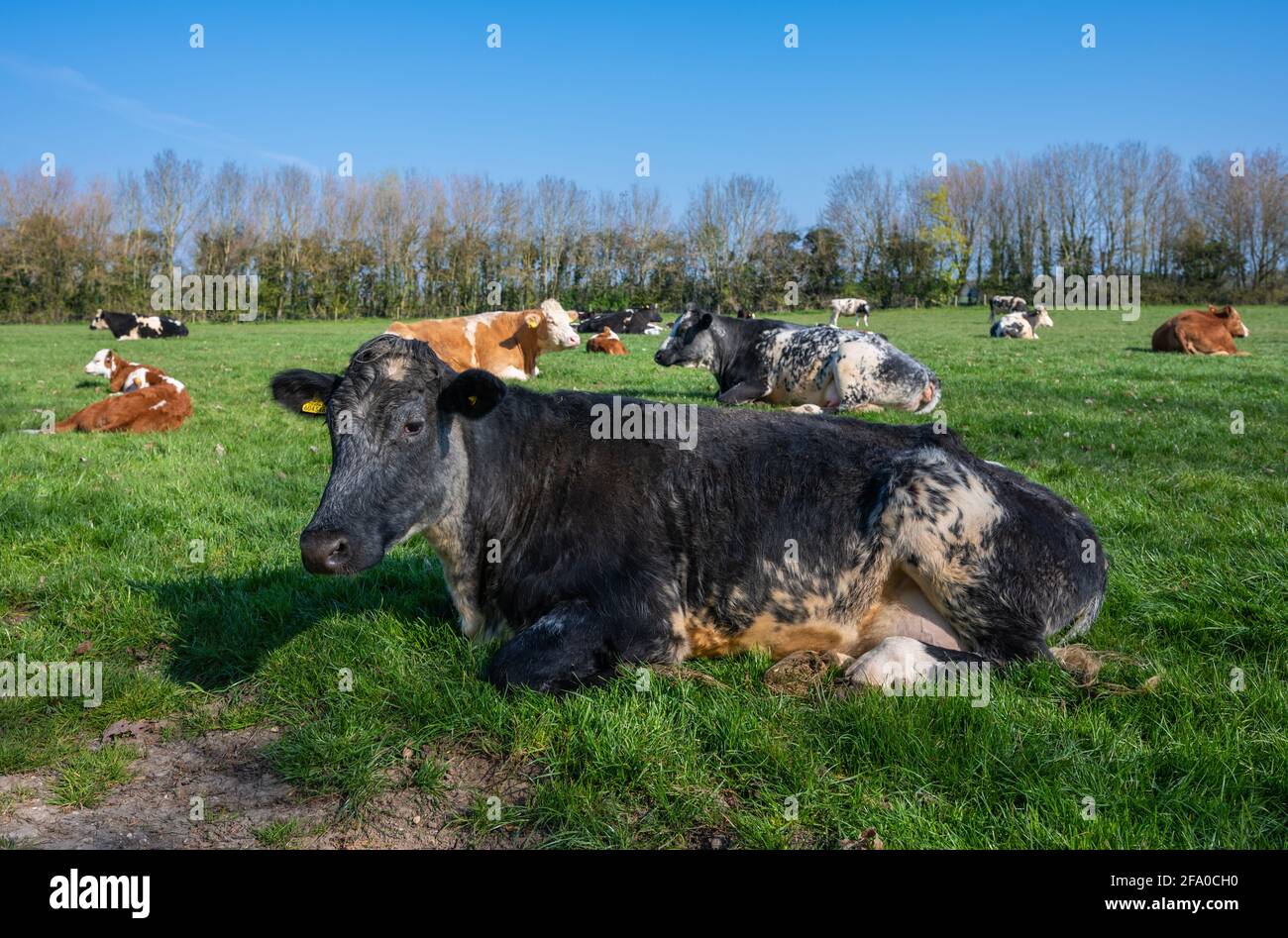 Große Kuh, die an einem Frühlingsmorgen in West Sussex, England, Großbritannien, auf einem Feld mit anderen Rindern (Kühen) auf Gras liegt und sich entspannt. Stockfoto