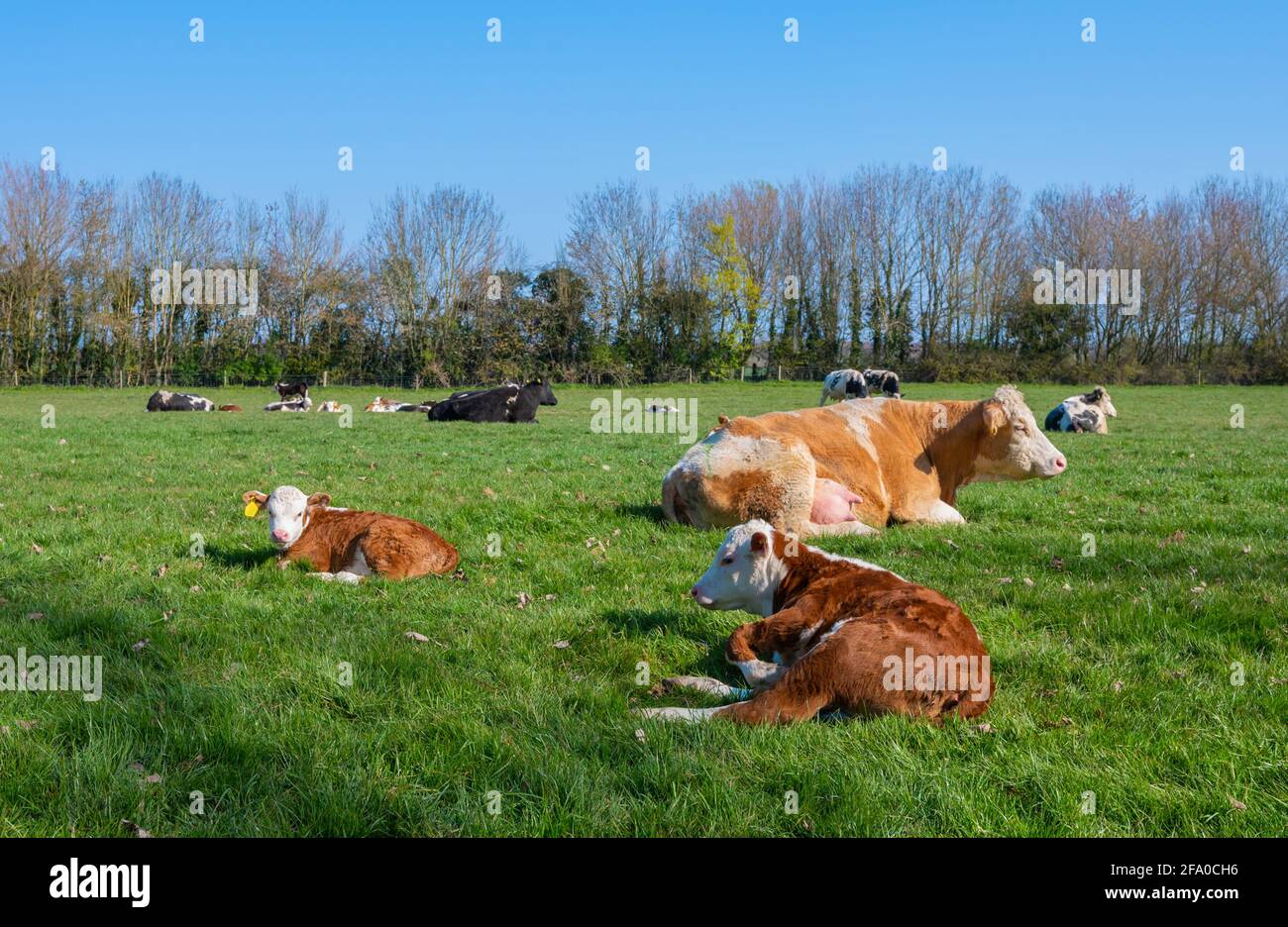 Junge Kälber (Rinder, Kühe), die an einem Frühlingsmorgen in West Sussex, England, auf einem Feld auf Gras liegen. Stockfoto