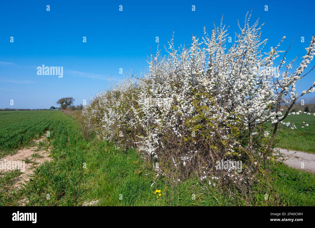 Eine Hecke aus gemeinem Blackthorn (AKA Sloe, Prunus spinosa), einem absicherenden Baum, der im Frühjahr (Mitte April) in West Sussex, England, Großbritannien, mit weißen Blüten blüht Stockfoto
