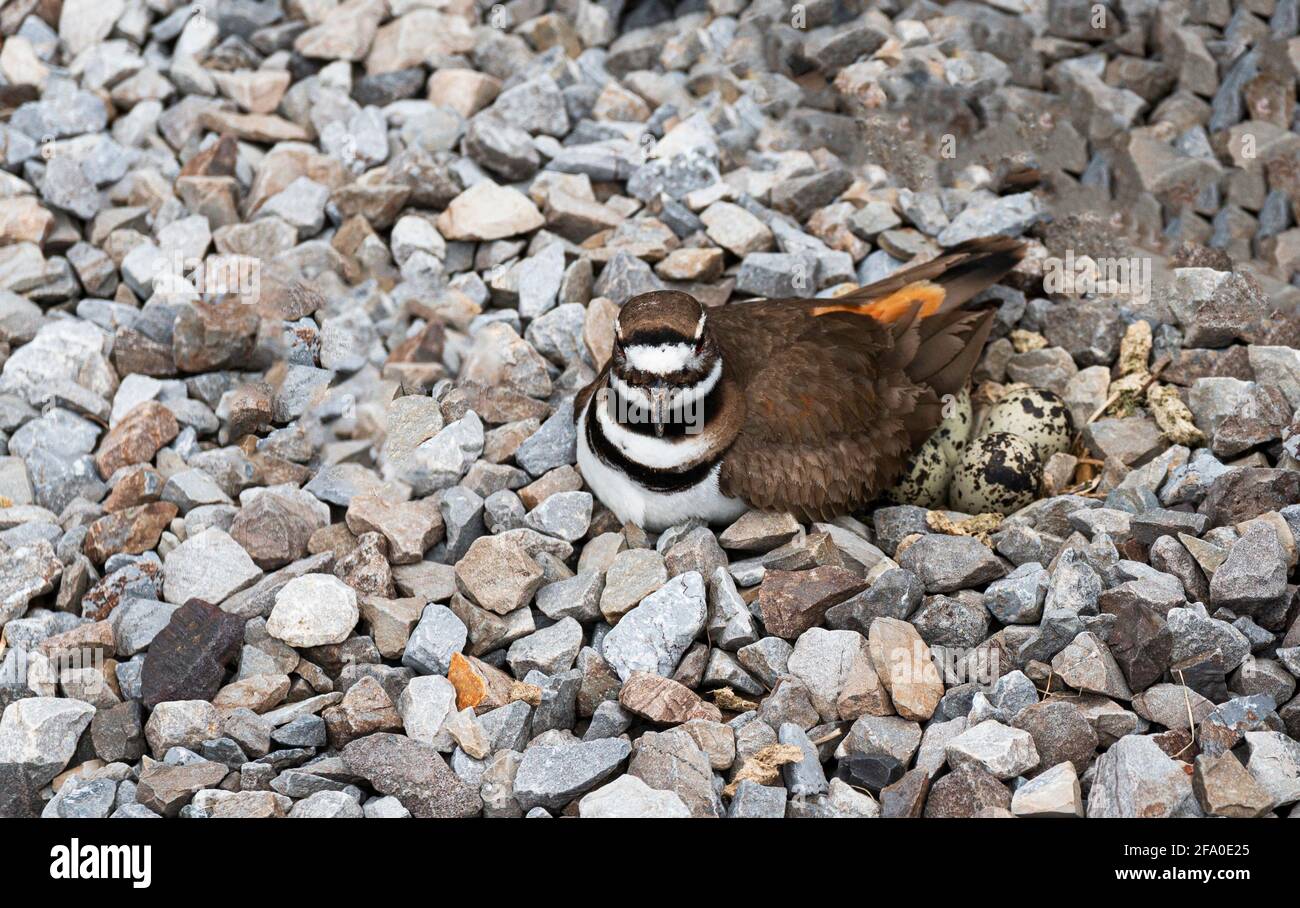 Ein weiblicher killdeer-Plünderung auf ihren Vögeln nisten in einem Gesteinsbett, um das Ei vor den Verderbern zu verbergen Stockfoto