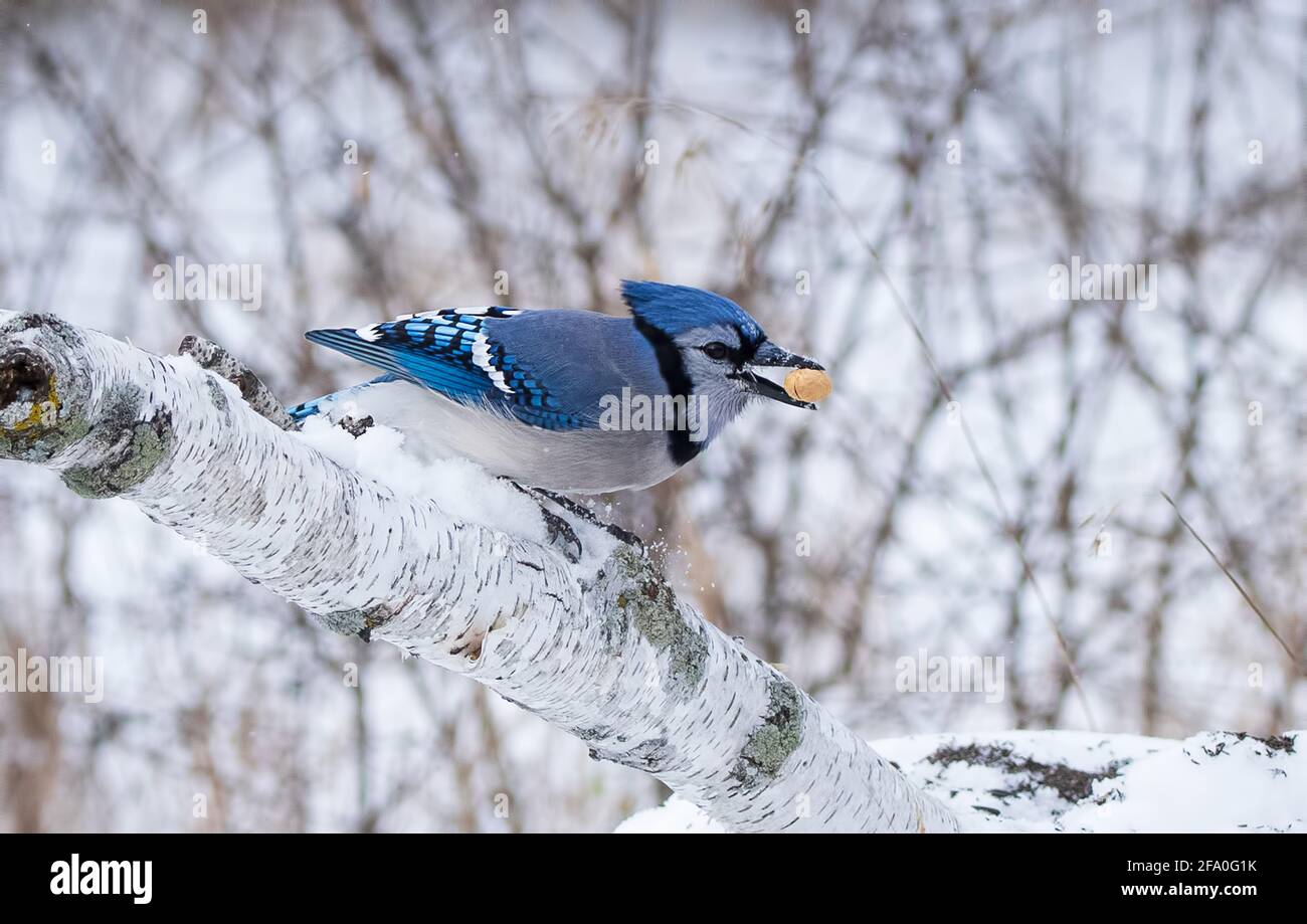 Blue Jay thronte im Winter mit auf einem Birkenstamm Eine Erdnuss im Mund Stockfoto