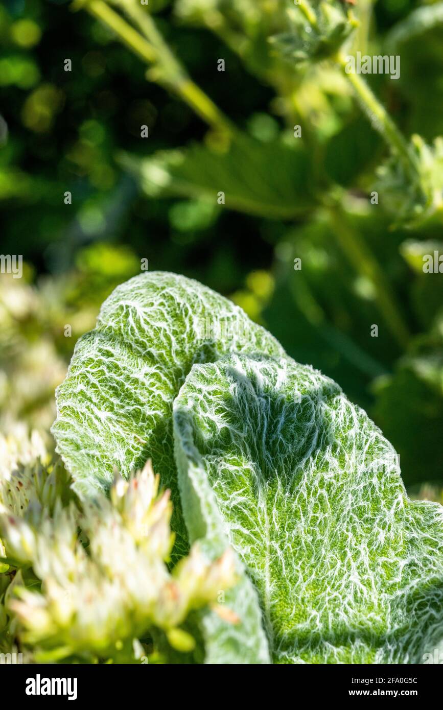 Frische natürliche Fotografie für einen entspannenden Effekt. Stockfoto