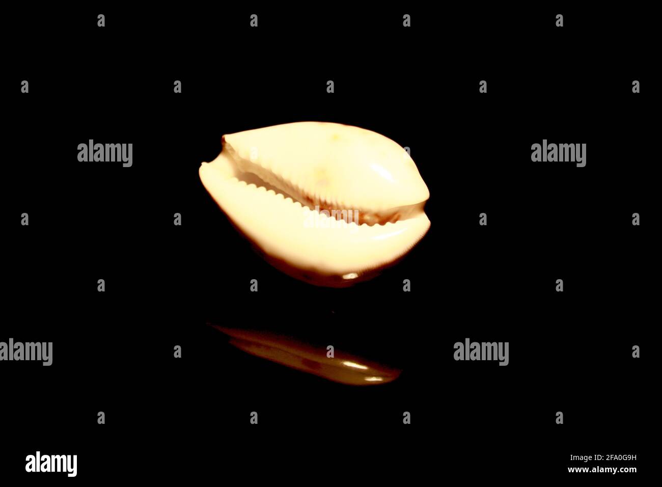 Schale mit braunen Punkten isoliert auf schwarz mit Reflexen Stockfoto