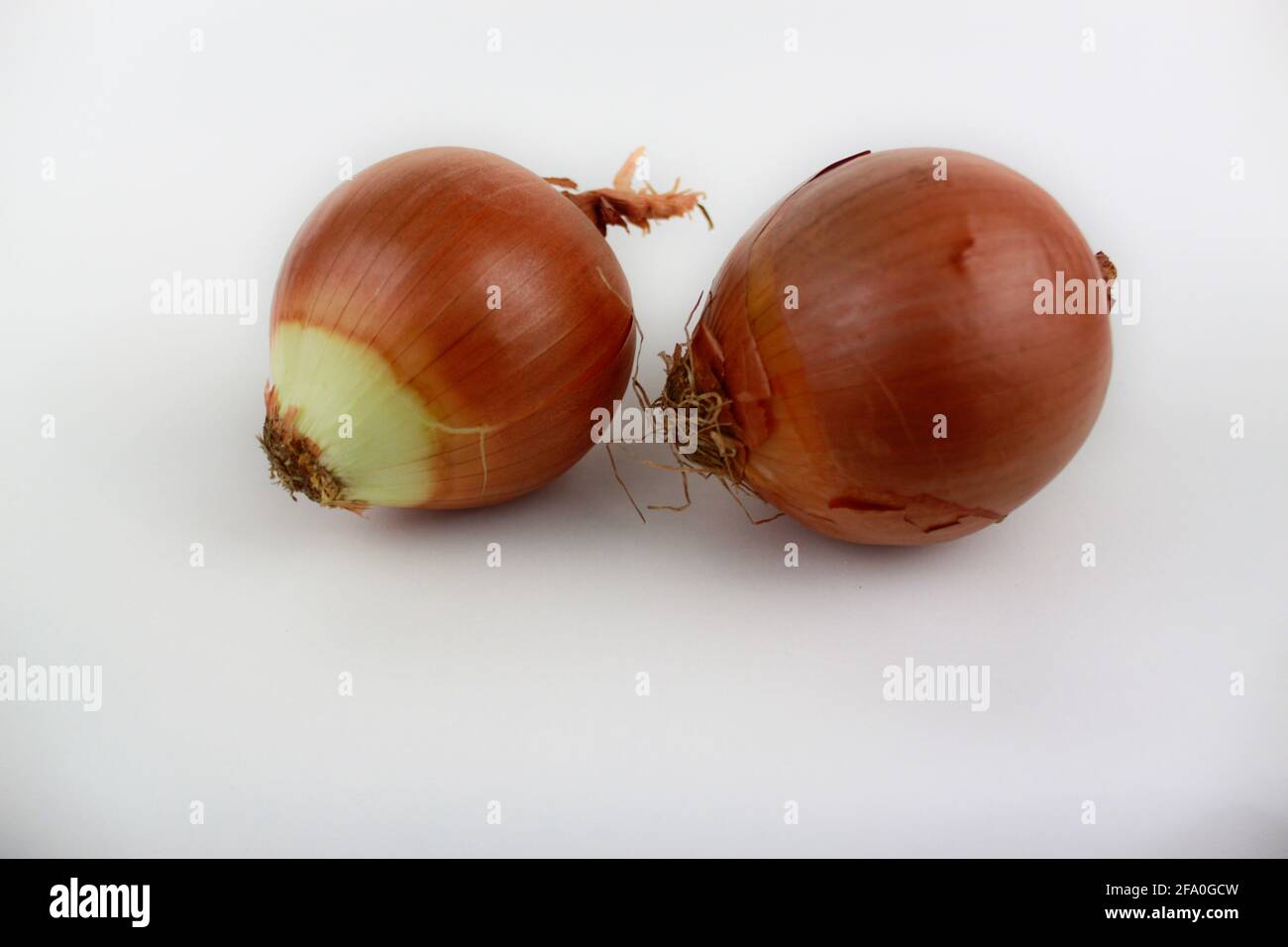 Zwei Zwiebeln auf weißem Hintergrund Stockfoto