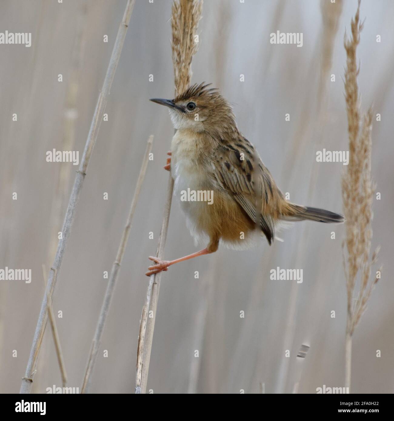 Zitting Cisticola (Cisticola juncidis) auf einem Schilf Stockfoto