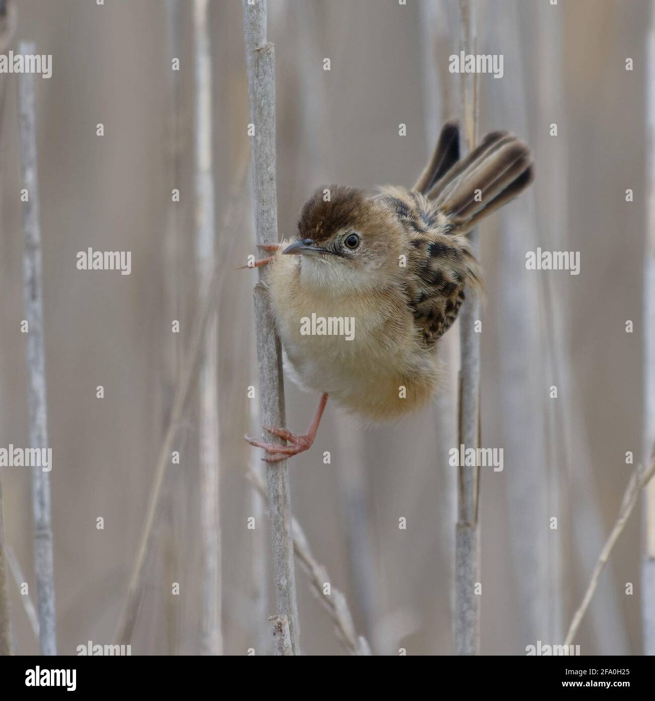 Zitting Cisticola (Cisticola juncidis) auf einem Schilf Stockfoto