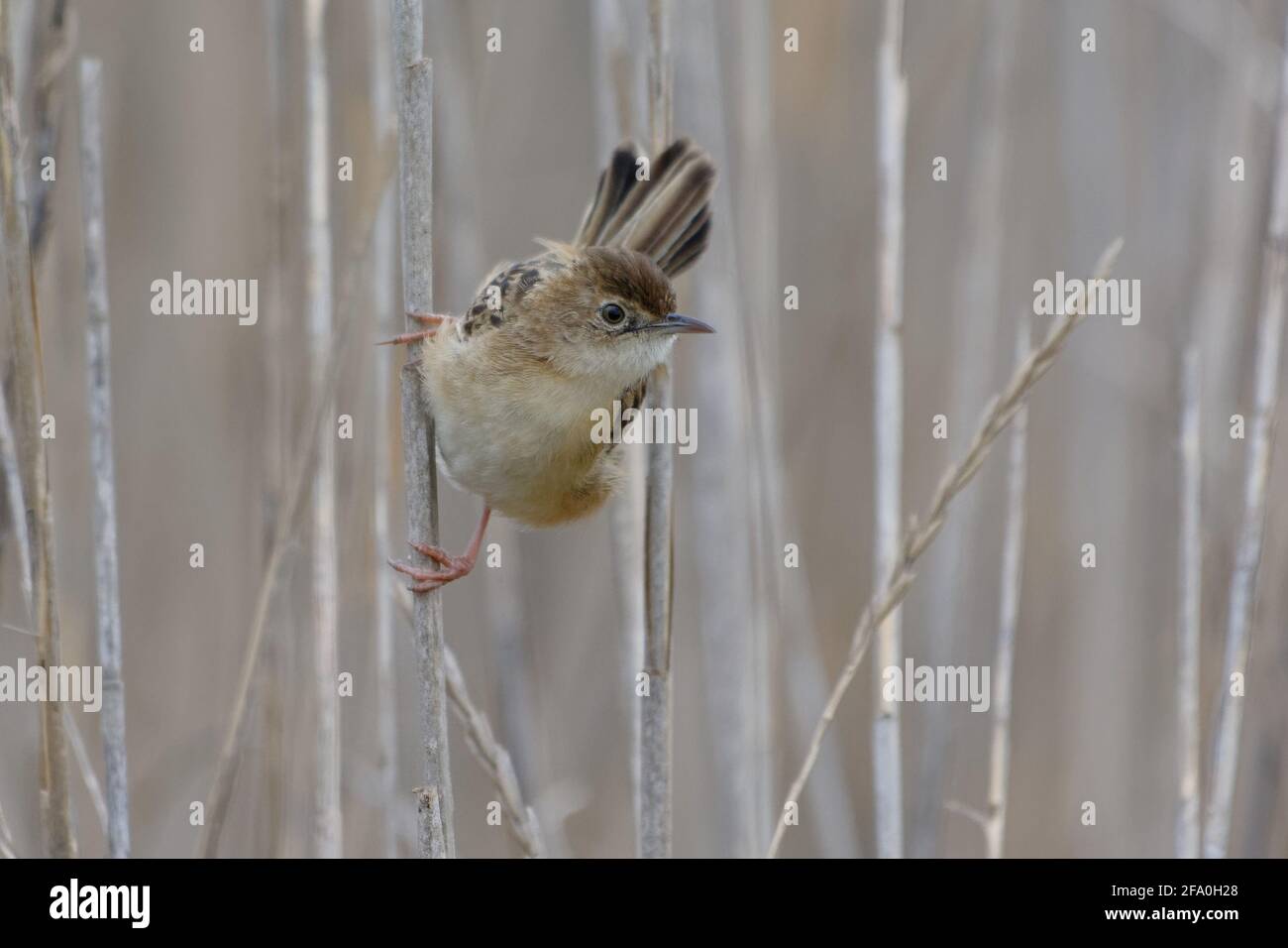 Zitting Cisticola (Cisticola juncidis) auf einem Schilf Stockfoto