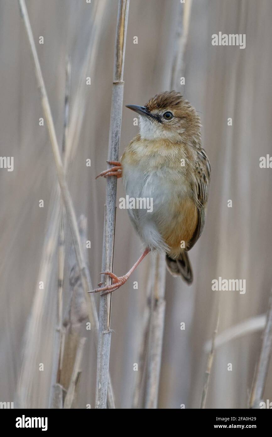Zitting Cisticola (Cisticola juncidis) auf einem Schilf Stockfoto