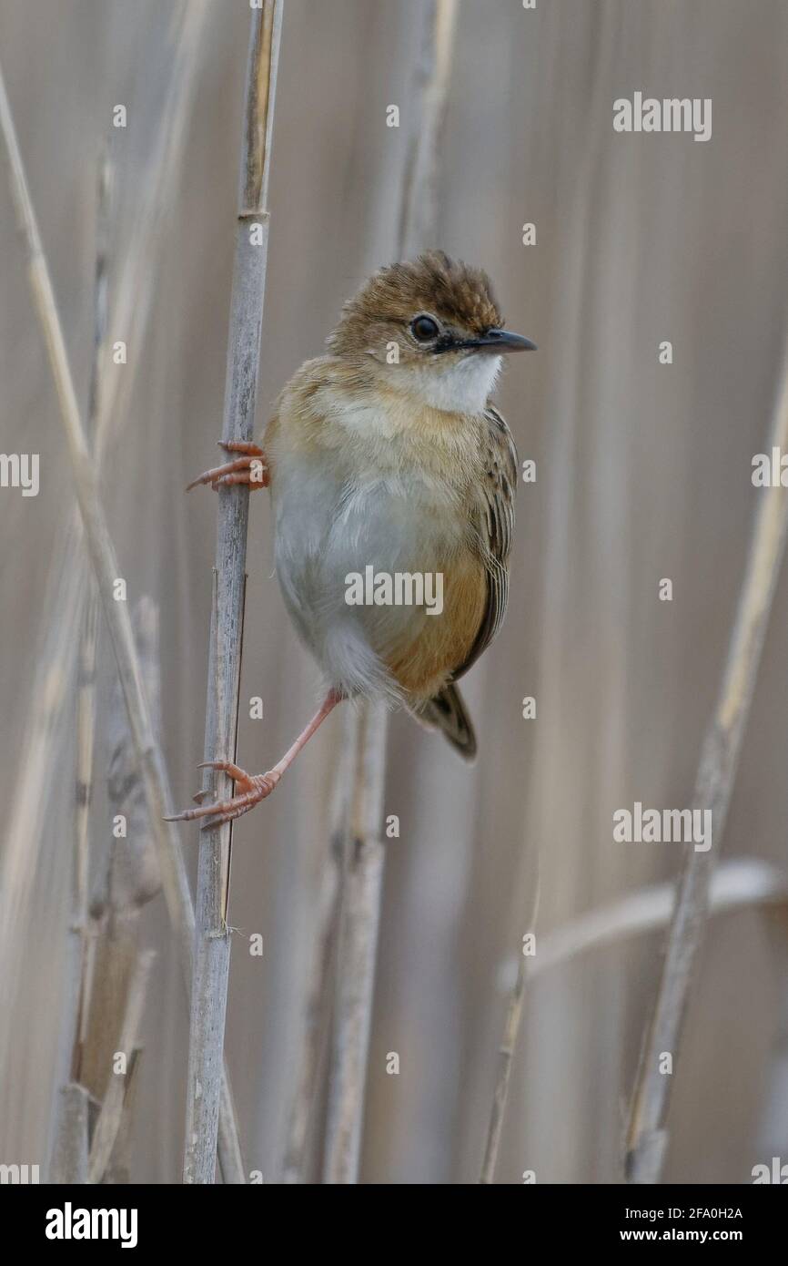 Zitting Cisticola (Cisticola juncidis) auf einem Schilf Stockfoto