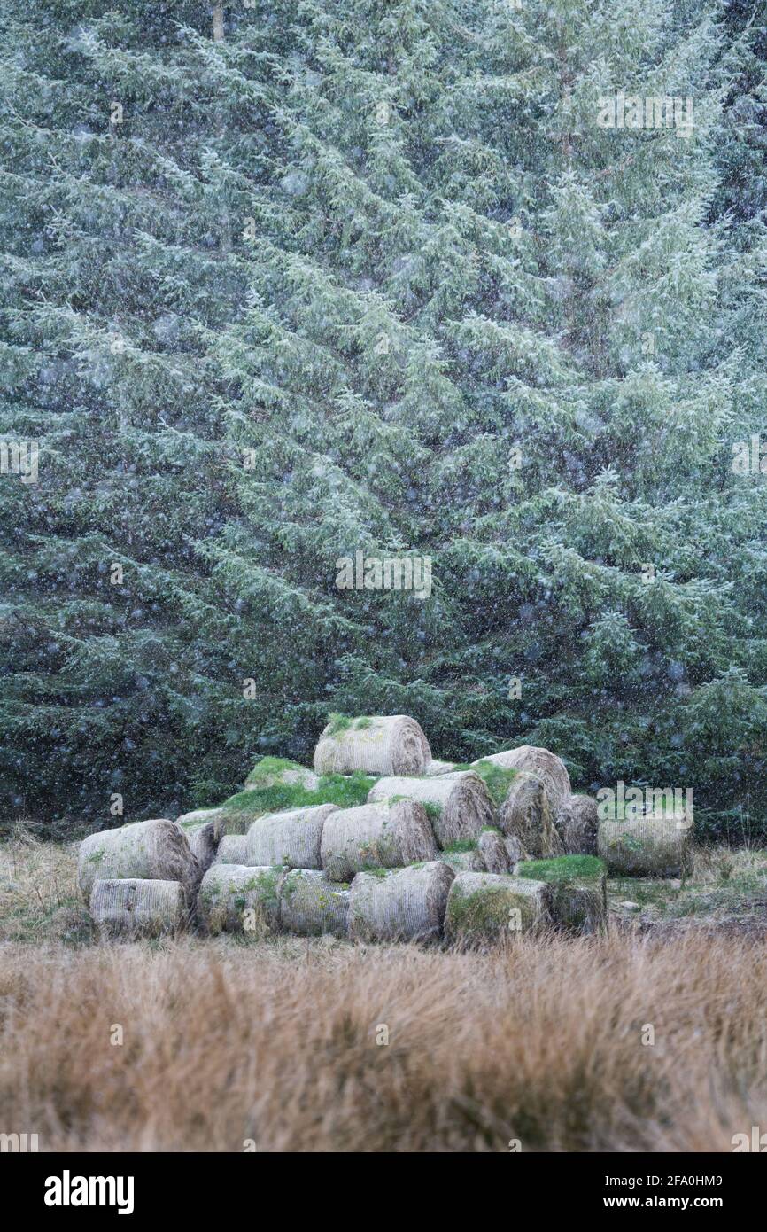 Landschaften und Szenen vom Wandern auf dem Pennine Way National Trail, der durch die Landschaft von Northumberland führt Stockfoto