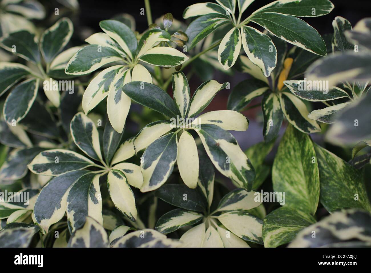 Hausbepflanzung. Nahaufnahme des Werkshintergrundes. Grün weißes Blatt. Stockfoto