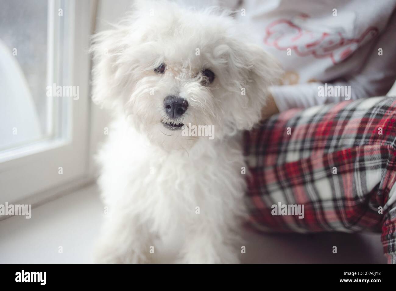 Beschnittenes Bild der weiblichen Tierbesitzerin, die mit einer schönen, flauschigen Sitzgelegenheit sitzt Weißer bichon Frisehund zu Hause Stockfoto