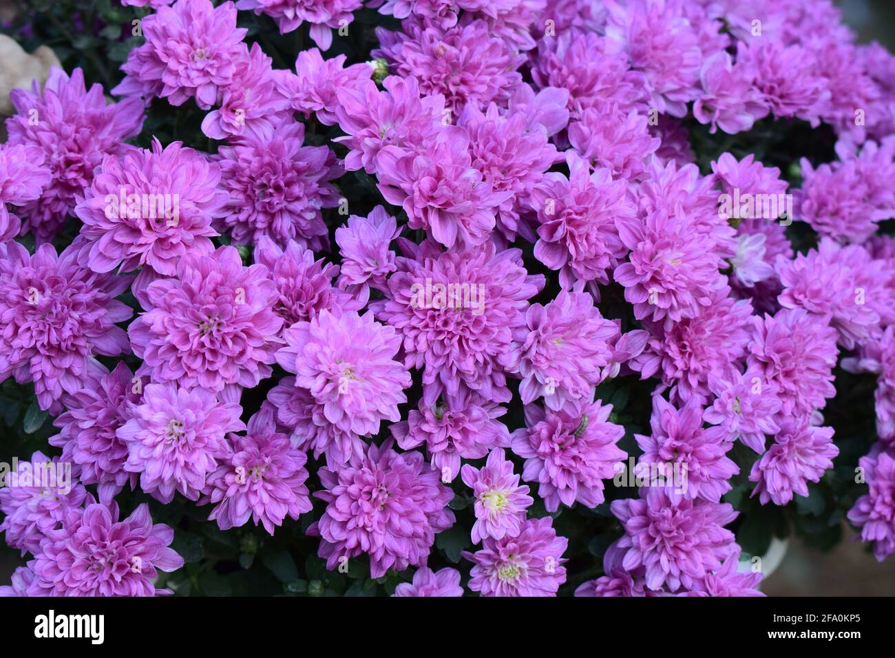 Lila Chrysantheme Blüten. Blumenbeet von lila Chrysanthemen, Hintergrund für Postkarte oder Kalender. Wandern im Park und genießen schönen Herbst Stockfoto