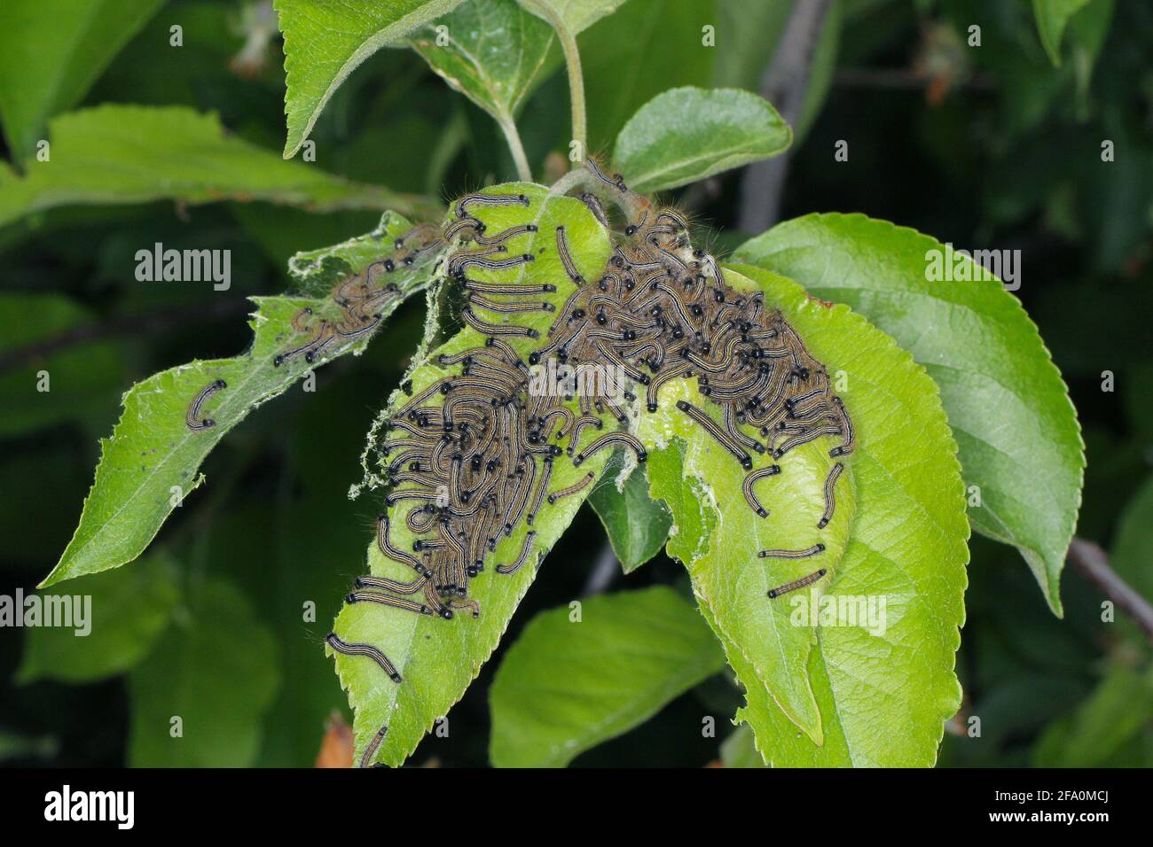 Junge Raupen der Lakaymotte (Malacosoma neustria) auf Apfelbaumblättern. Schädlingsbekämpfung in Obstgärten und Gärten. Stockfoto